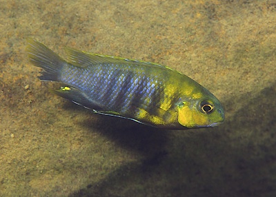 Tropheops sp. 'weed' Ndonga